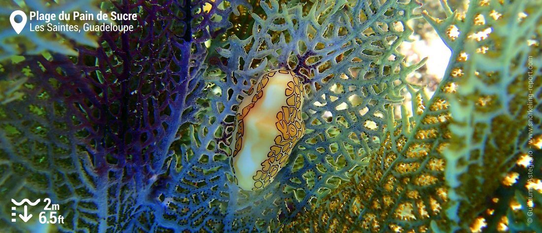 Monnaie caraïbe à ocelles au Pain de Sucre, Guadeloupe