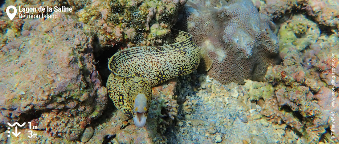 Moray eels in la Saline