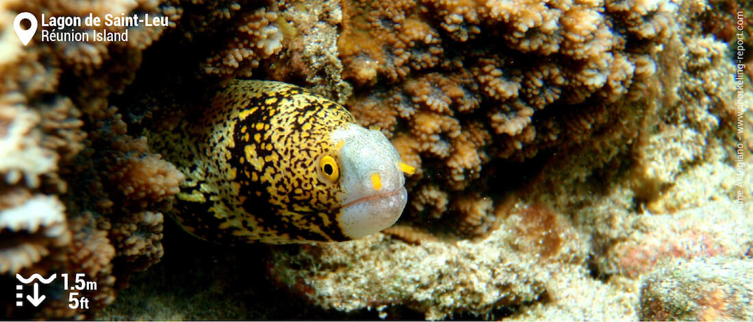 Snowflake moray eel at Lagon de Saint-Leu, Réunion Island