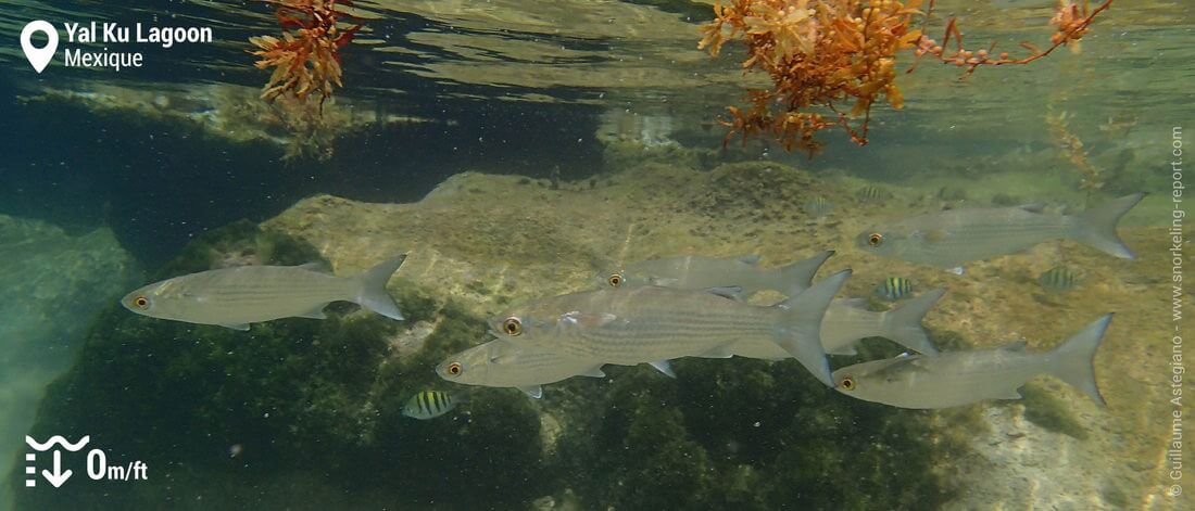 Mulets au Yal Ku Lagoon, Mexique