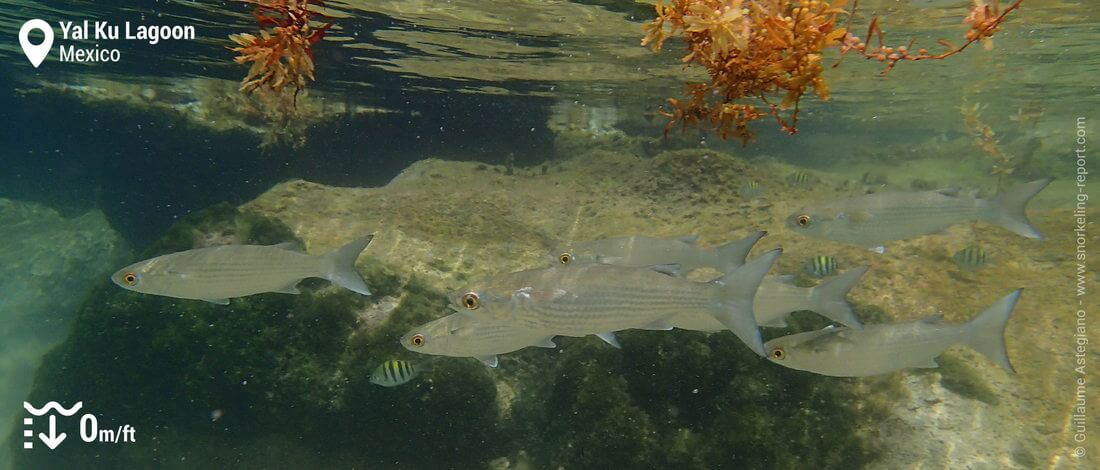 Mullet fish at Yal Ku Lagoon, Mexico