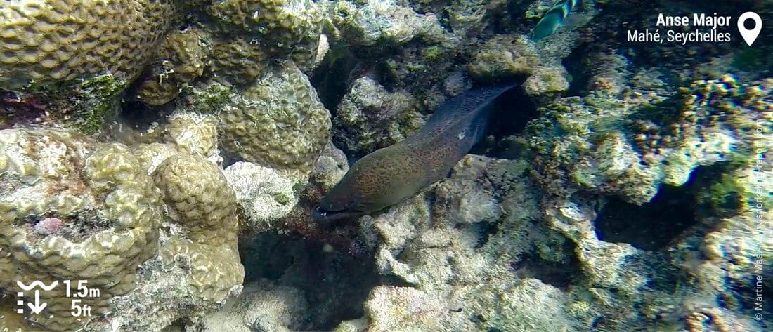 Murène javanaise à l'Anse Major, Mahé