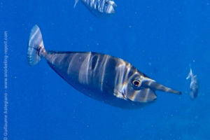 Whitemargin unicornfish