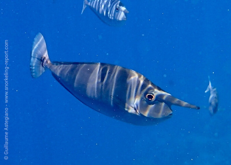 Whitemargin unicornfish