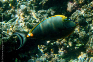 Elegant unicornfish