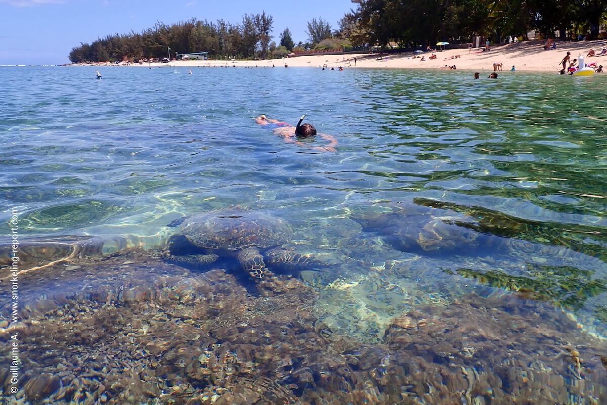 Un snorkeleur observe une tortue imbriquée au Lagon de la Saline