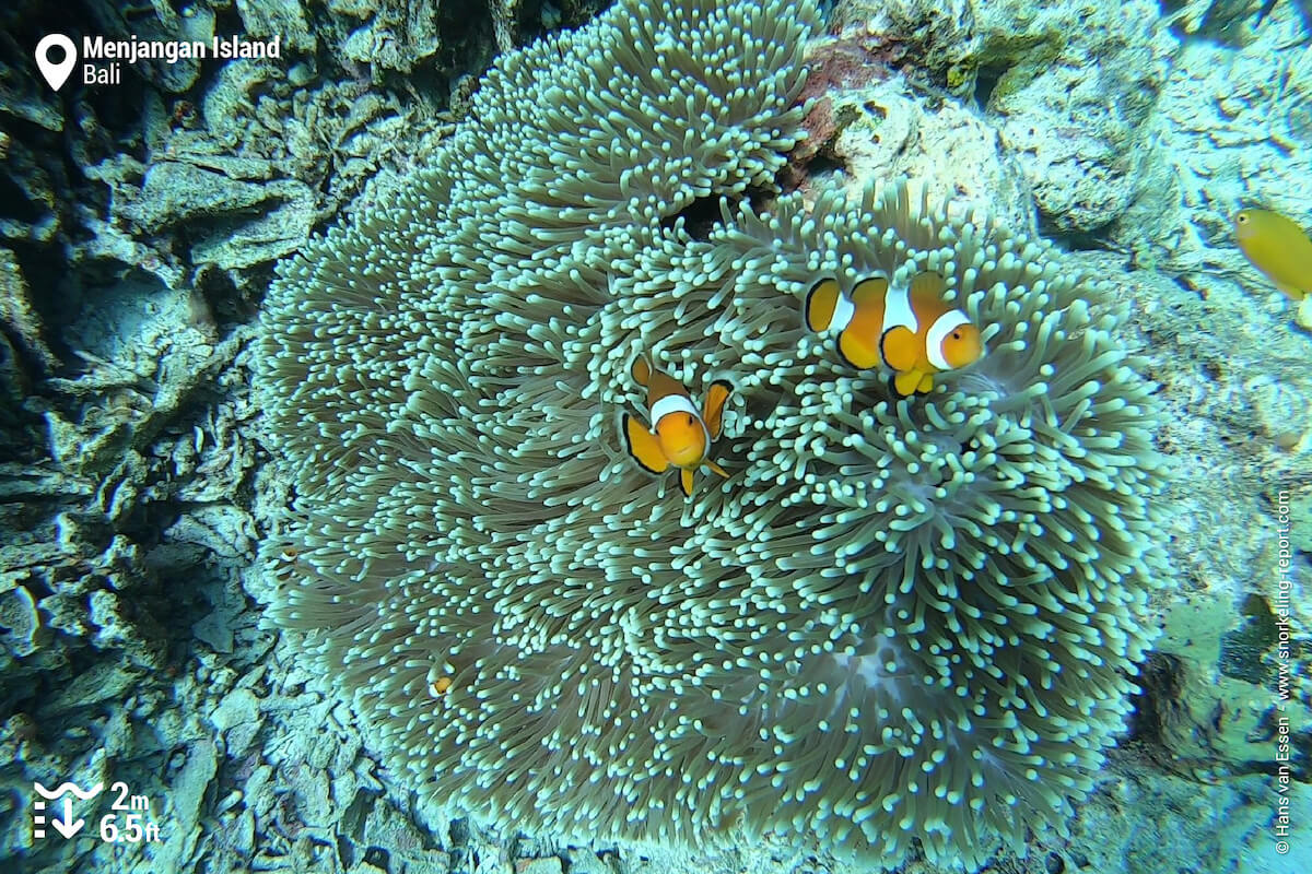 Ocellaris anemonefish at Menjangan Island