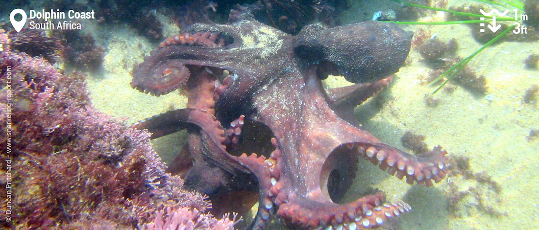 Octopus in a Tidal Pool, South Africa