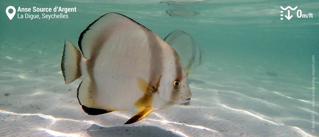 Orbicular batfish snorkeling at Anse Source d'Argent, Seychelles