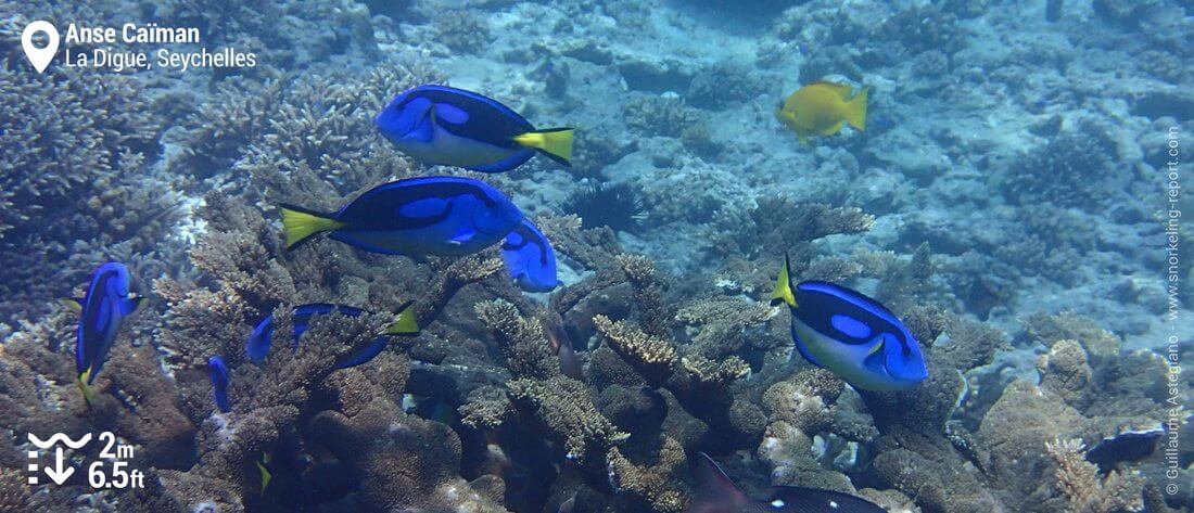 Palette surgeonfish at Anse Caiman, Seychelles