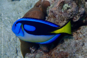 Palette surgeonfish