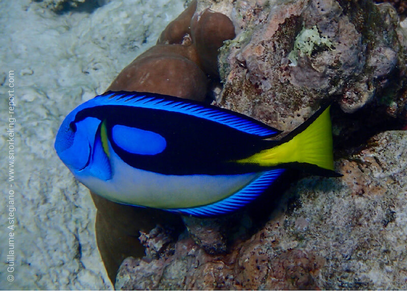 Palette surgeonfish