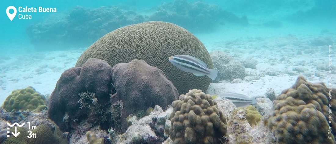 Parrotfish in Caleta Buena