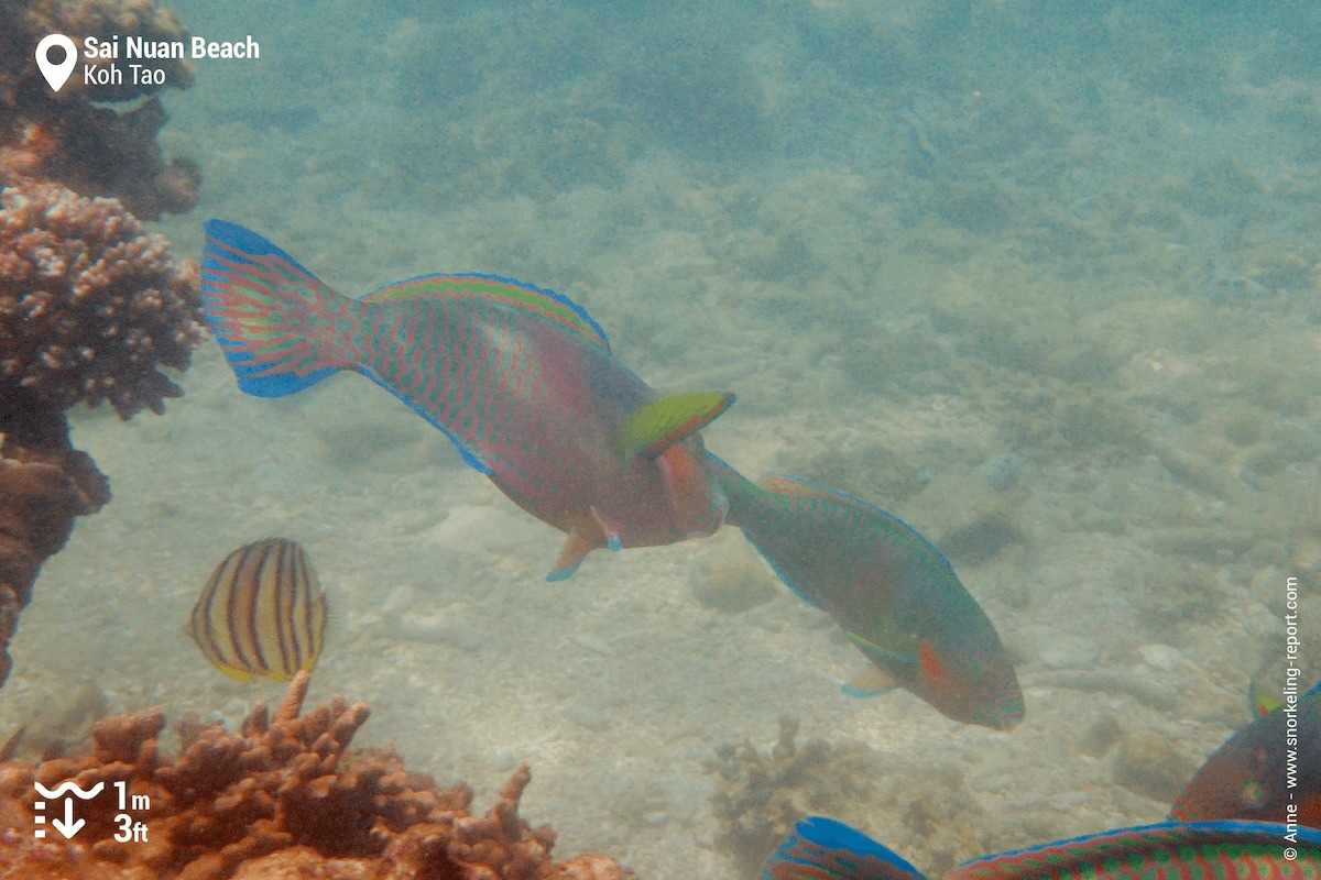 Parrotfish and butterflyfish in Sai Nuan Beach.