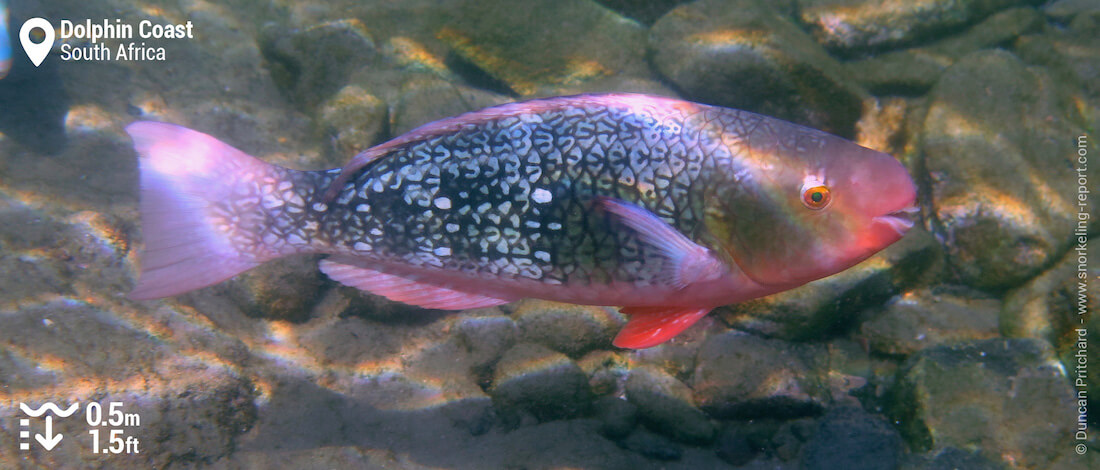 Parrotfish in a Tidal Pool, South Africa