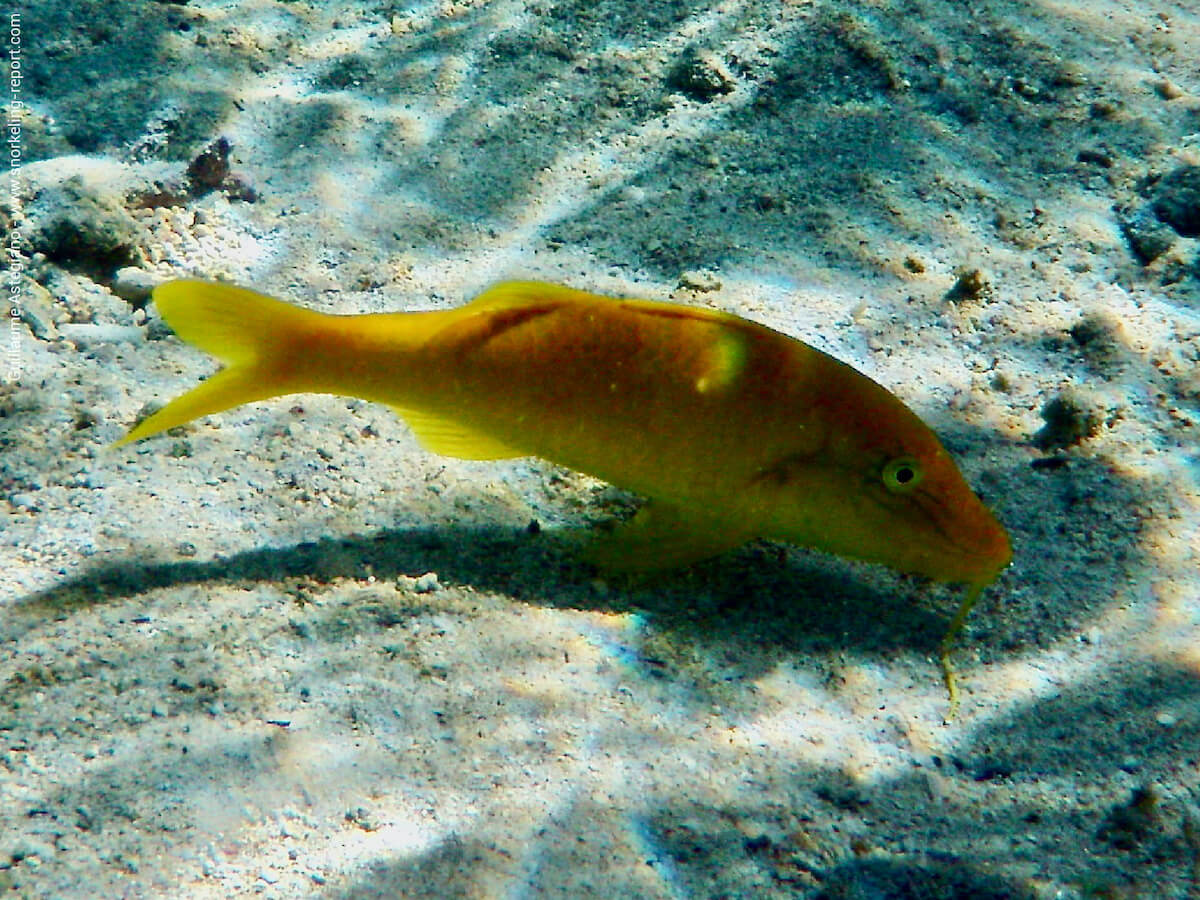 Parupeneus cyclostomus