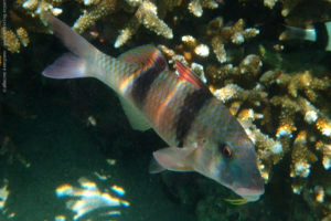 Parupeneus trifasciatus