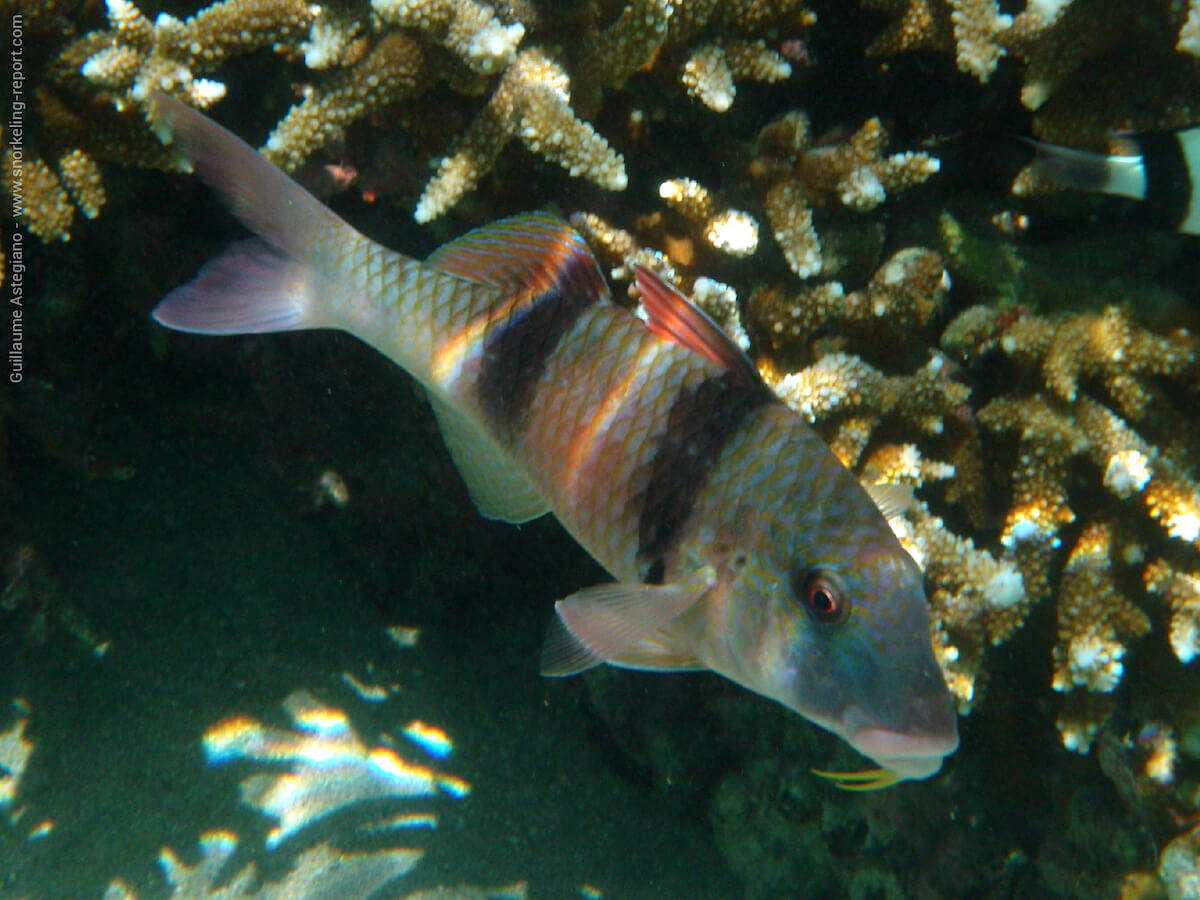 Parupeneus trifasciatus