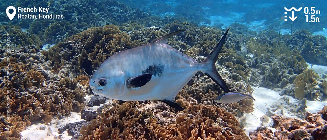 Permit at French Key