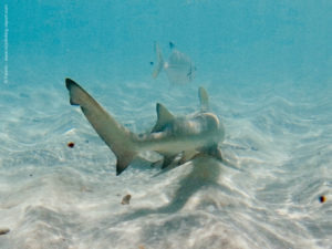 Snorkeling Petite Terre, Guadeloupe