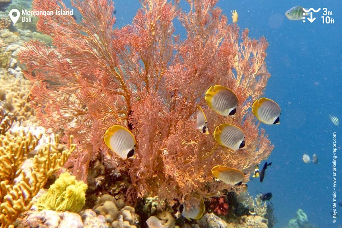 School of Philippine butterflyfish and red sea fan