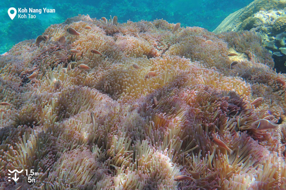 Pink skunk clownfish in Koh Nang Yuan