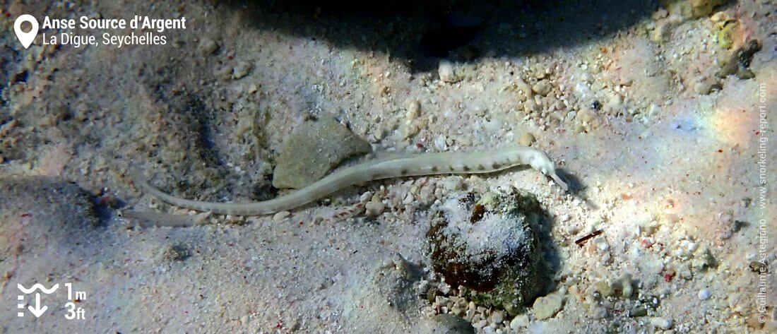 Pipefish at Anse Source d'Argent, La Digue