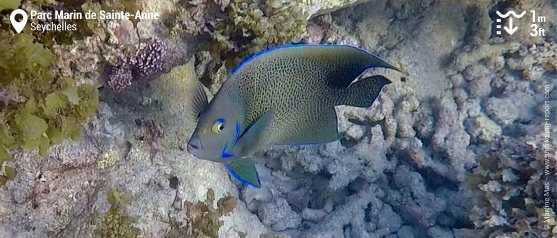 Poisson-ange à demi-cercles au Parc Marin de Sainte-Anne, Seychelles