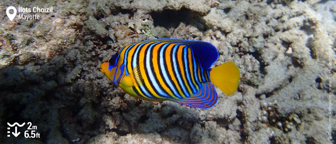 Poisson-ange duc aux îlots Choizil, Mayotte