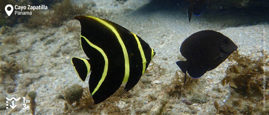 Poisson-ange gris à Cayo Zapatilla, Panama