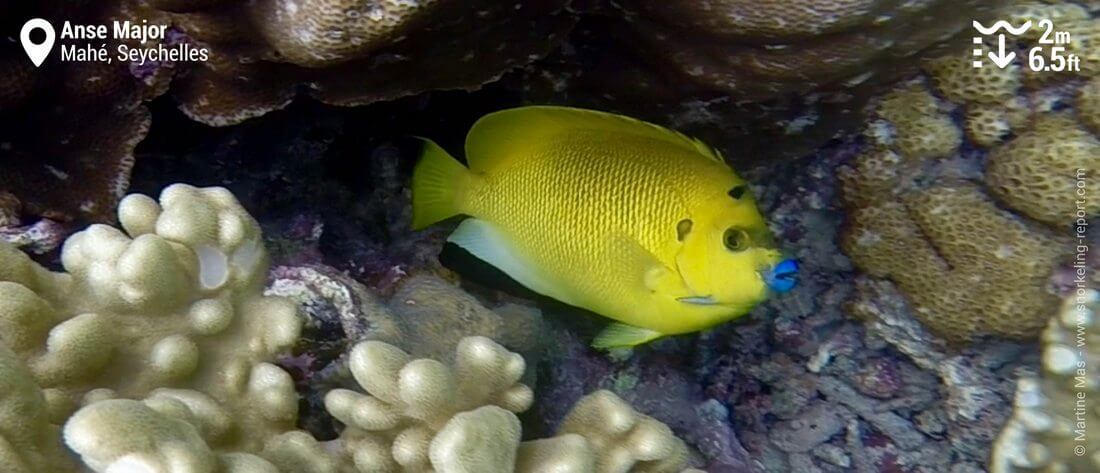 Poisson-ange à trois taches à l'Anse Major, Seychelles