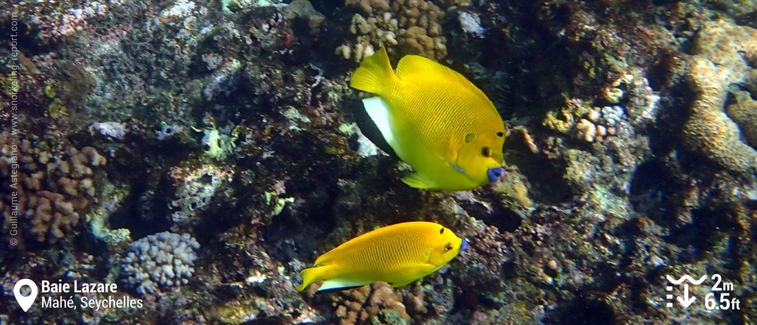 Poissons-anges à trois taches à Baie Lazare, Seychelles