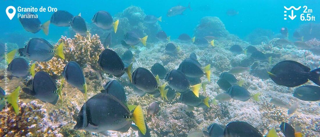 Poissons-chirurgiens des Galápagos à Granito de Oro, Isla Coiba