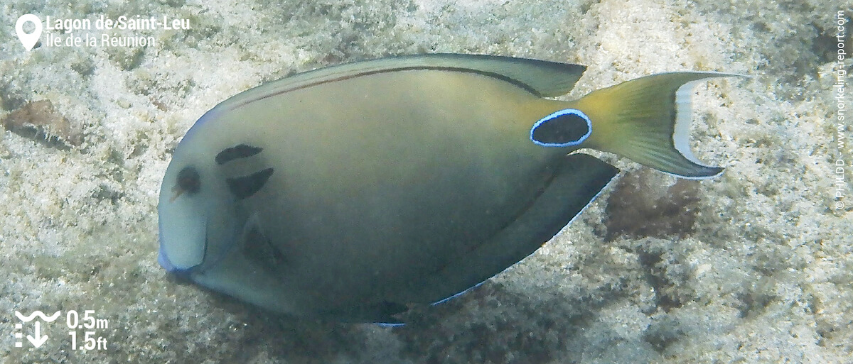 Poisson-chirurgien lieutenant à Saint-Leu