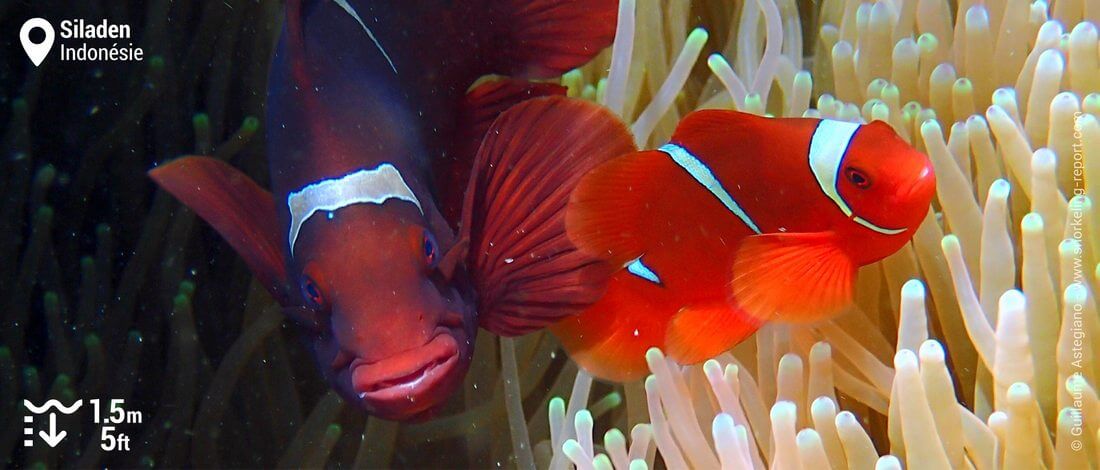 Poissons-clowns à joues épineuses à Siladen, Indonésie