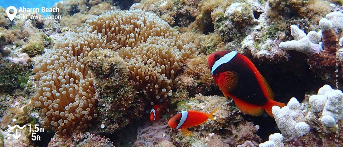 Poissons-clowns rouges à Aharen