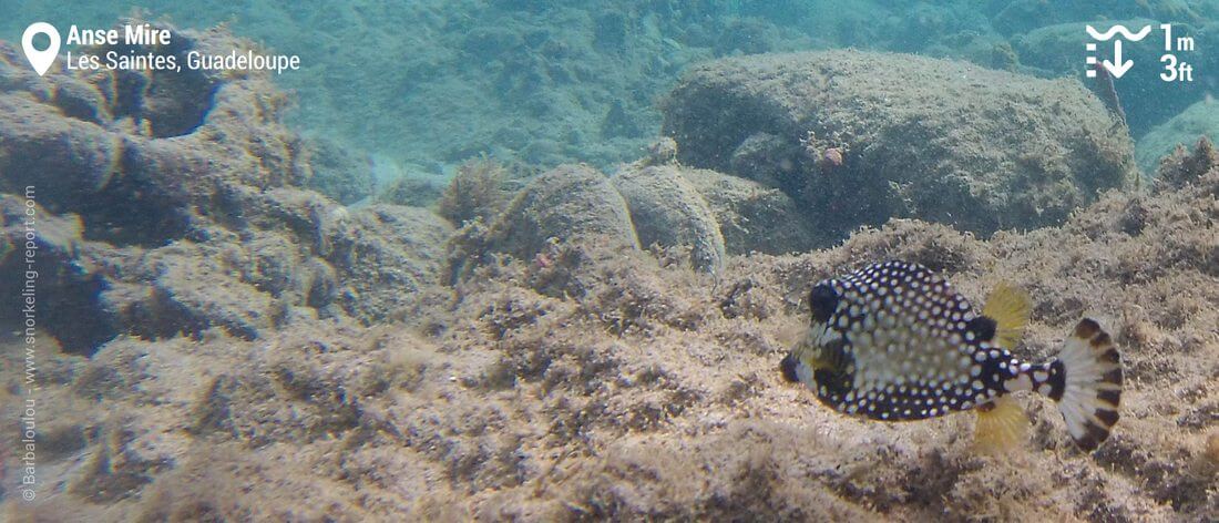 Poisson-coffre noir et blanc à l'Anse Mire, Guadeloupe