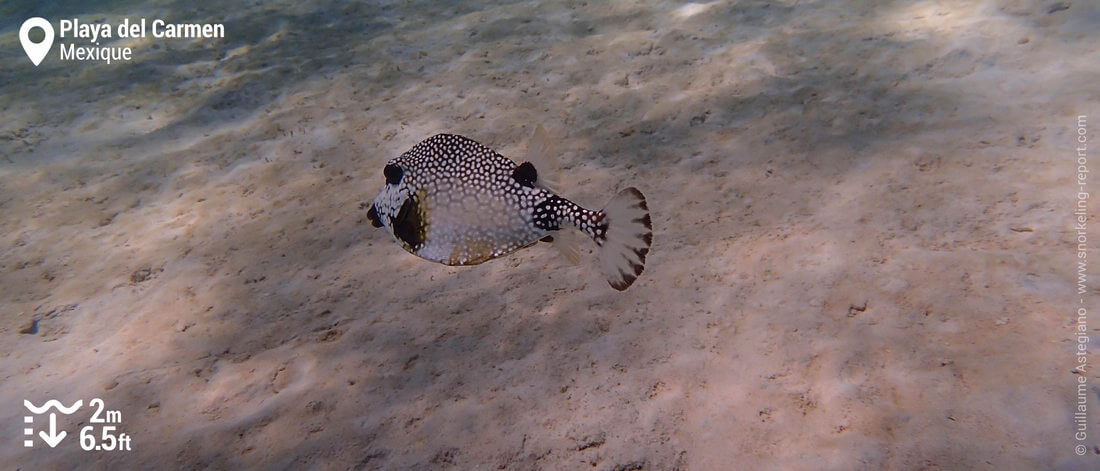 Poisson-coffre noir et blanc sur le récif de Playa del Carmen