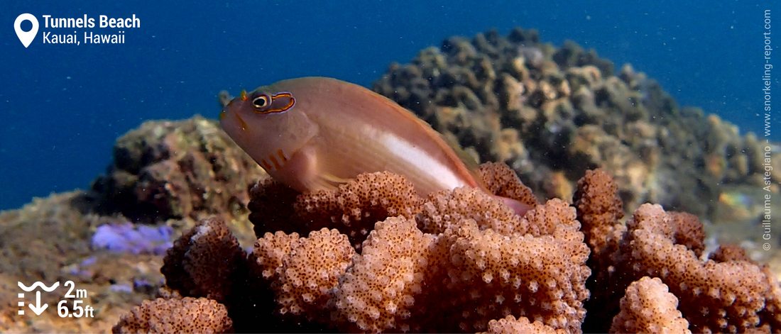 Poisson-épervier à tempe annelée à Tunnels Beach