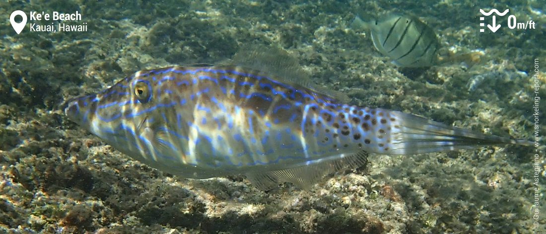 Poisson-lime gribouillé à Ke'e Beach, Kauai