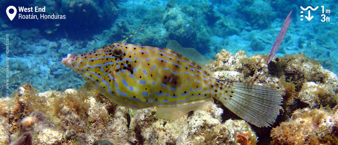 Poisson-lime gribouillé à West End, Roatan