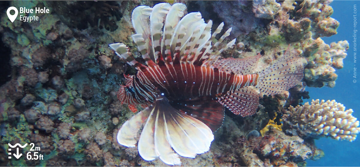 Poisson-lion au Blue Hole