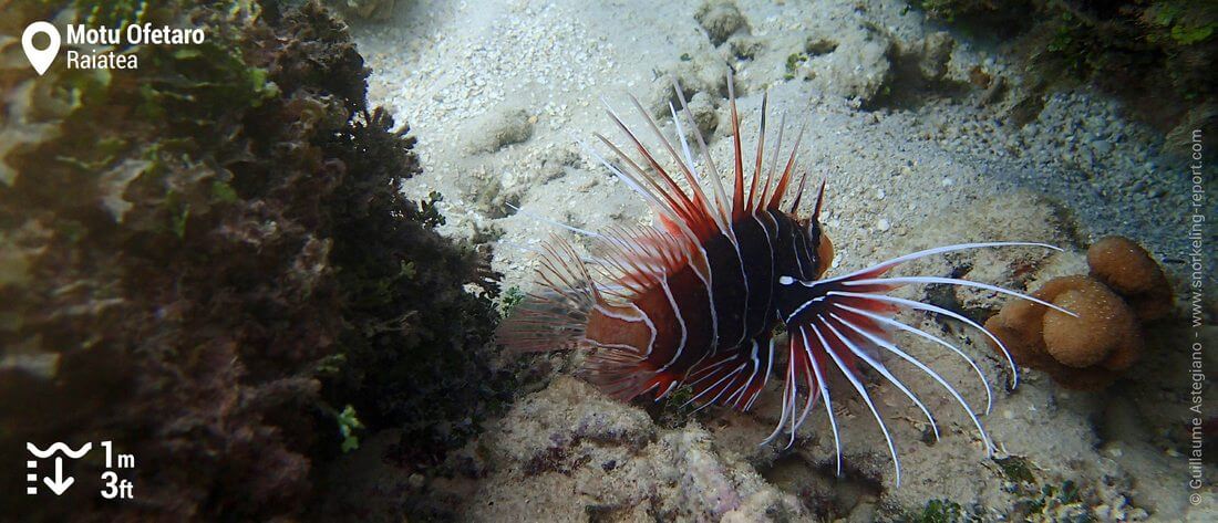 Poisson-lion au Motu Ofetaro, Raiatea