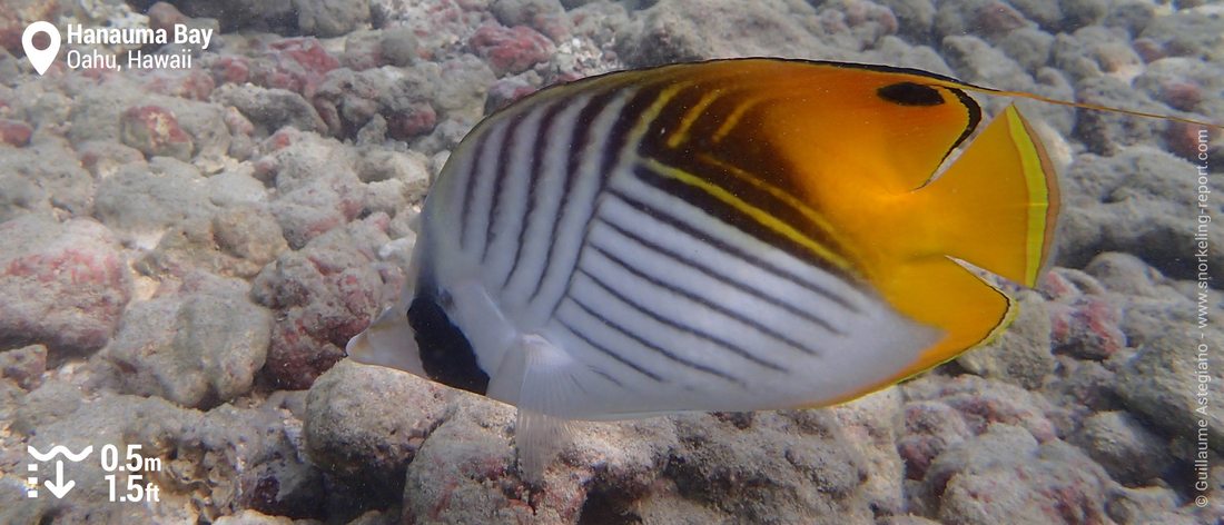 Poisson-papillon cocher à Hanauma Bay, Oahu