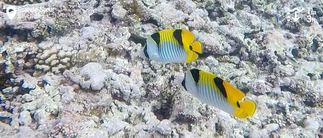 Poissons-papillons à double selle à Grande Soeur, Seychelles