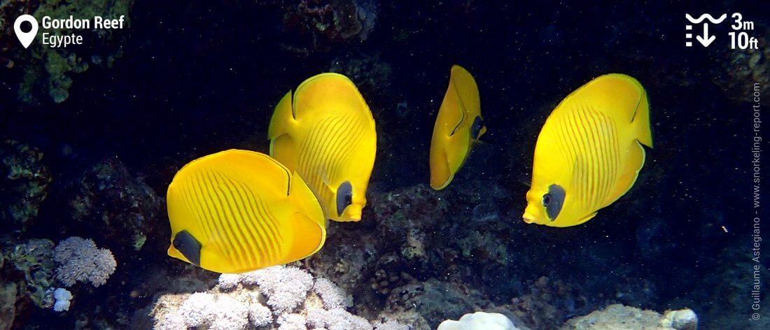 Poissons-papillons jaunes à Gordon Reef, Egypte