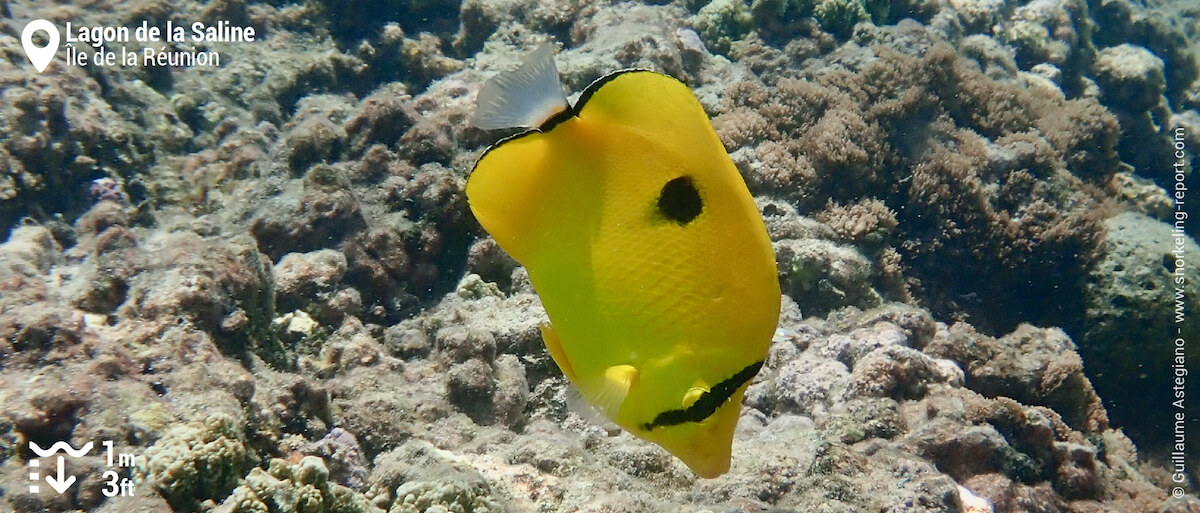 Poisson-papillon larme de l'Océan Indien à la Saline