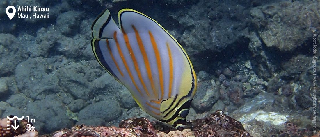 Poisson-papillon orné à Ahihi Kinau, Maui