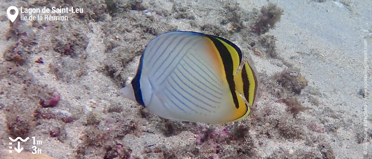 Poisson-papillon vagabond à Saint-Leu