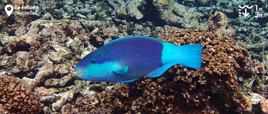 Poisson-perroquet à l'île Félicité, Seychelles